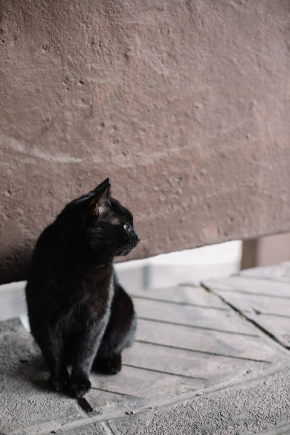 Beautiful black domestic cat Black cat is sitting and looking around, outdoor pics for cat staring at wall stock pictures, royalty-free photos & images