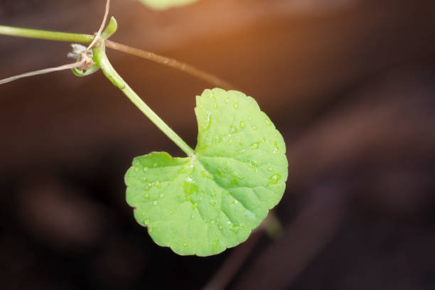 istock Herbal Thankuni leaves ,Centella asiatica,gotu kola 1215519149
