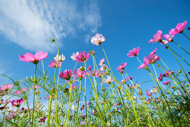 istock colorful cosmos flowers  on blue sky background 1215519229