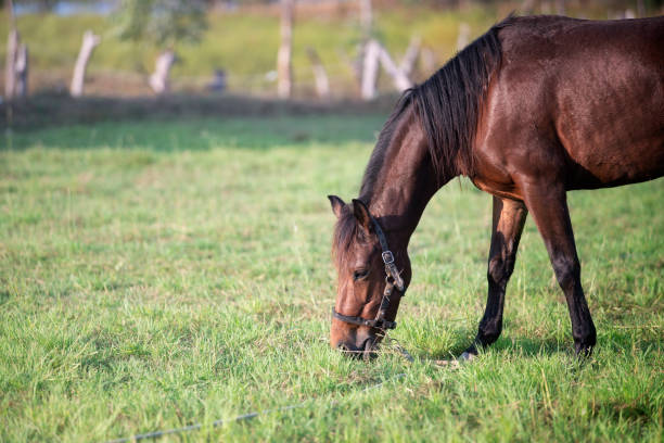 istock brown horse eating grass on green field 1215519389