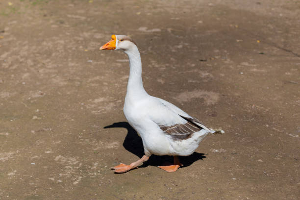 istock White Chinese goose walking on the farm in Turkey 1215519470