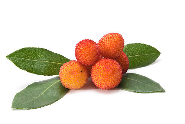 arbutus. - madrona tree 뉴스 사진 이미지