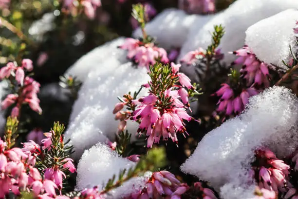 Blooming pink Erica carnea flowers (Winter Heath) and snow in the garden in early spring. Floral background, botanical concept