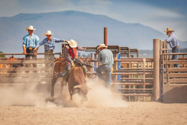 Raging Bull Cowboy American Bareback Bull Riding Rodeo Arena Raging Bucking Bull - American Bareback Bull Riding Action. Cowboy riding a wild bull in Rodeo Arena. Group of cowboy friends and trainer watching the action from the rodeo fence in the background. Rodeo Arena, Spanish Fork, Utah, USA. bull riding bull bullfighter cowboy hat stock pictures, royalty-free photos & images