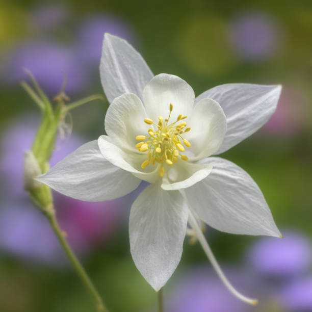Beautiful white flower closeup against blurred colorful garden background