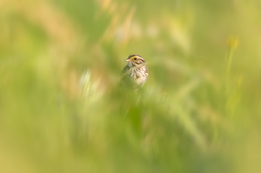 Cute little finch hidden in tall grass and looking at photographer through vegetation