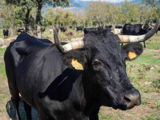 istock Farm of calves and cows 1215524640