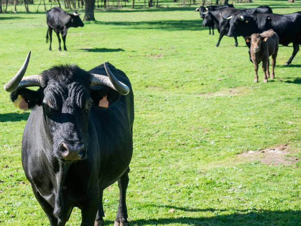 istock Farm of calves and cows 1215525239