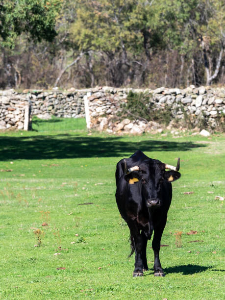 istock Farm of calves and cows 1215525531