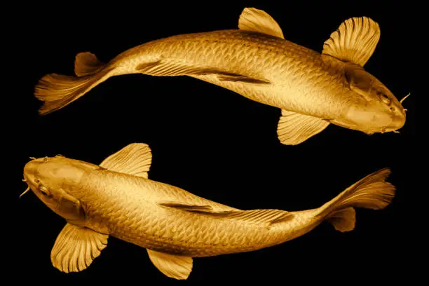 Photo of Koi fish golden round the circle loop for lucky or infinity long live symbol concept isolated on black background.