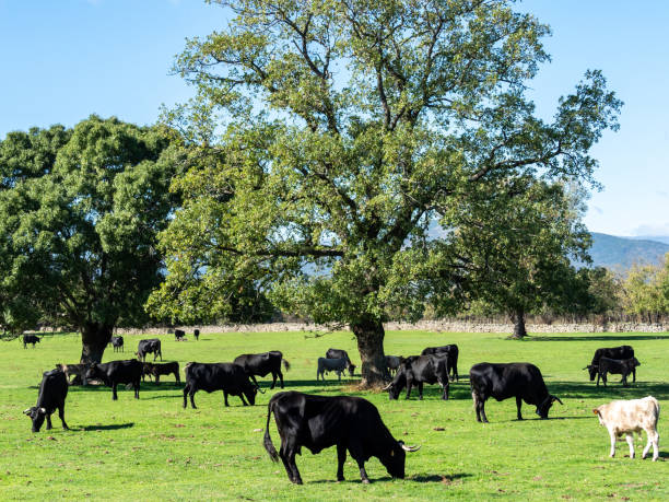 istock Farm of calves and cows 1215525776