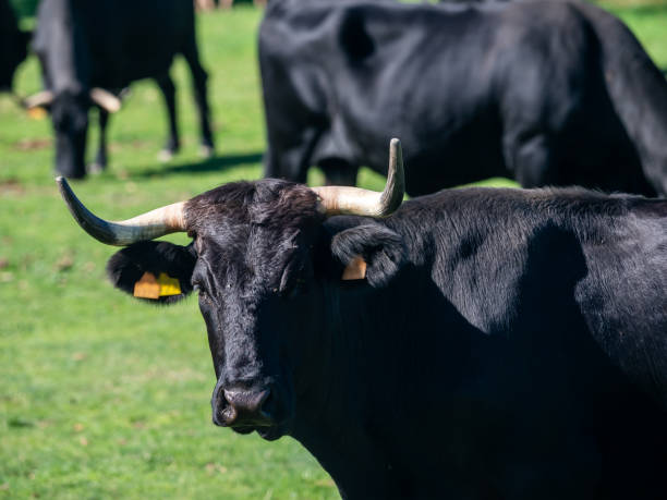 istock Farm of calves and cows 1215525830