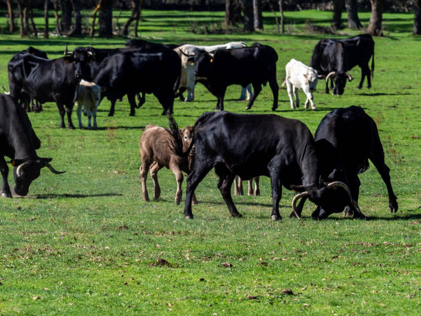 istock Farm of calves and cows 1215525866