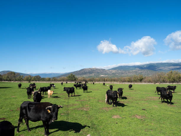 istock Farm of calves and cows 1215526657