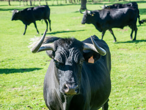 istock Farm of calves and cows 1215526674