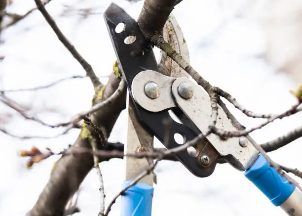 Pruning of trees with secateurs. Cutter, equipment.