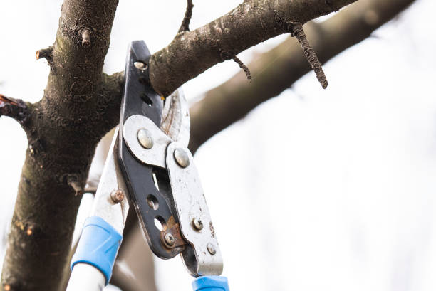 istock Pruning of trees with secateurs. Cutter, equipment. 1215526932