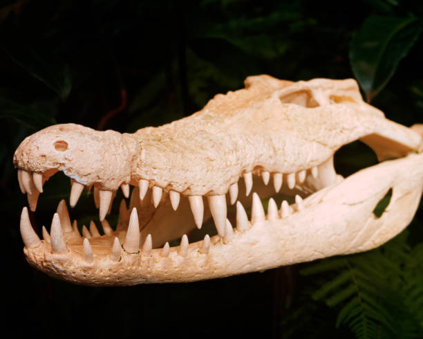 istock Close-up of alligator skull with sharp teeth 1215526939