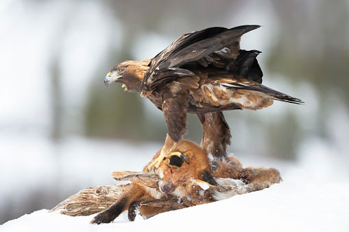 Close up of a Golden Eagle (Aquila chrysaetos) feeding on a dead fox in winter, Norway.