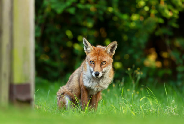 istock Red fox sitting by a garden fence 1215528866