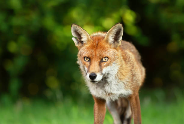 istock Close up of a Red fox against green background 1215528911