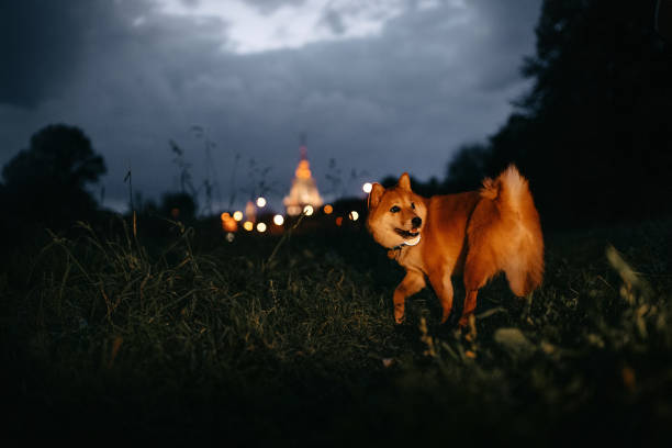 istock shiba inu dog walking outdoors at night 1215529099