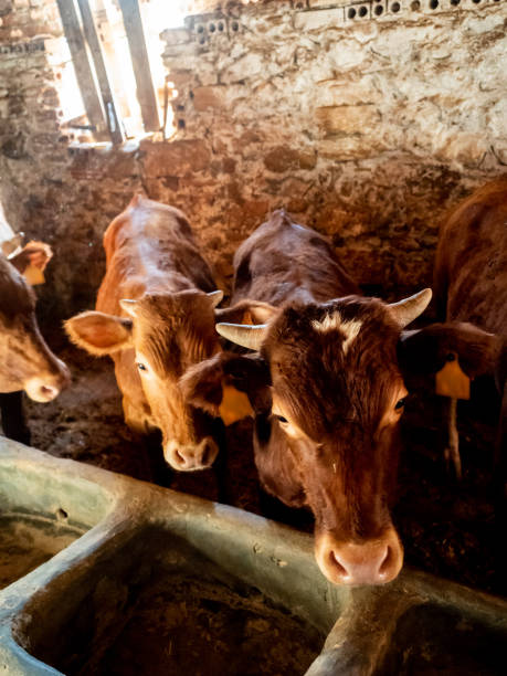 istock Farm of calves and cows 1215530050