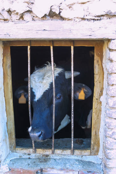 istock Farm of calves and cows 1215530250