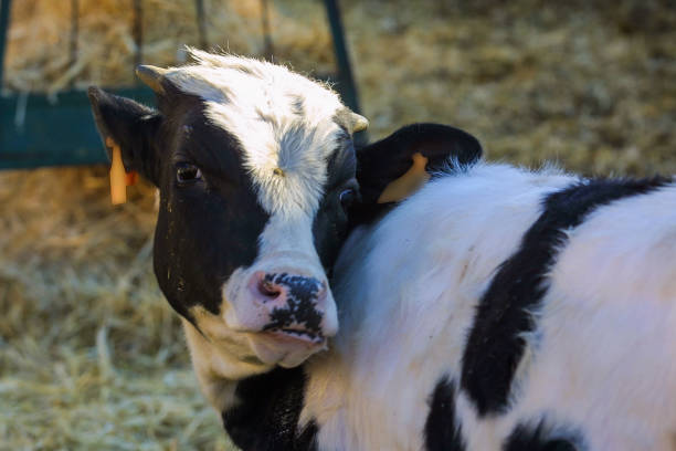 istock Farm of calves and cows 1215530260