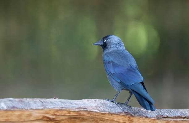 istock Western jackdaw perched on a tree against green background 1215530262