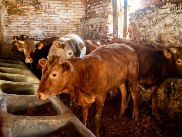 istock Farm of calves and cows 1215530347