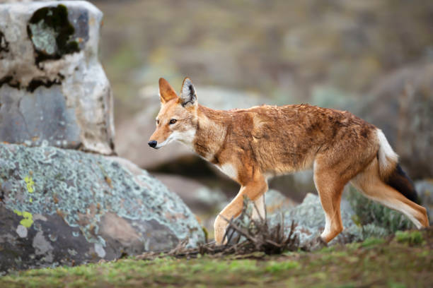 istock Rare and endangered Ethiopian wolf in the highlands 1215530353