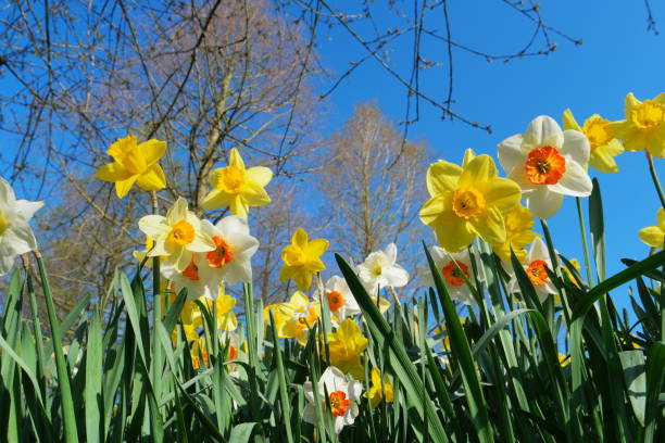 水仙の花、 オランダの明るい春の日にカラフルなイースターの花とオランダの春 - sunlight flower magnolia flower head ストックフォトと画像