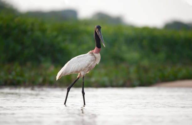 istock Close up of Jabiru standing in river 1215530526