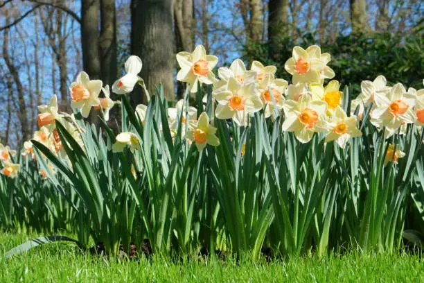 Spring in the Netherlands with colorful Easter flowers on a bright spring day in Holland, daffodil flowers,