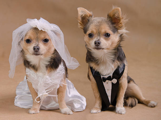 Chihuahua bride  and groom - dogs wedding ceremony  tail coat photos stock pictures, royalty-free photos & images
