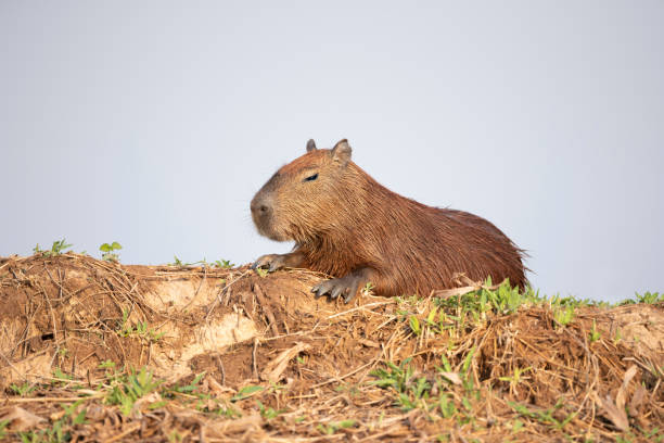 istock Close up of a Capybara lying on a river bank 1215530802