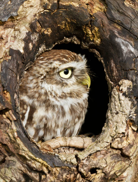 istock Close up of a Little owl perched in a tree hole 1215530870
