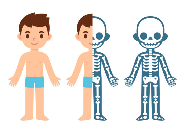 만화 소년 해골 - human bone anatomy x ray image human skeleton stock illustrations