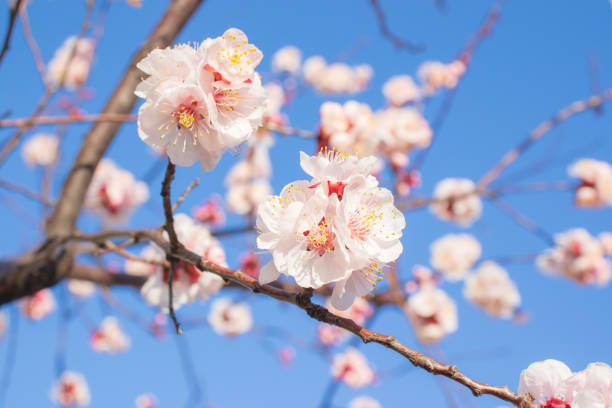 istock Beautiful apricot blossom. 1215531954