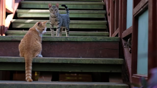 Red and grey stripped cats