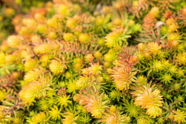 istock Plants for the Alpine hills. Garden Plants. Flat lay, top view. 1215533691
