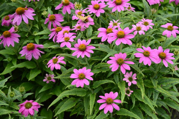 istock Echinacea  with purple flowers 1215533902