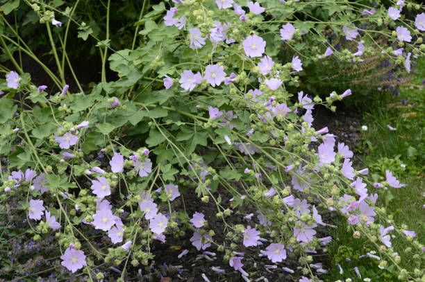istock Malva alcea with pink flowers 1215533924