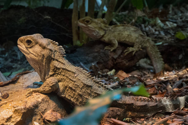 istock Tuatara: New Zealand’s largest reptile 1215534009