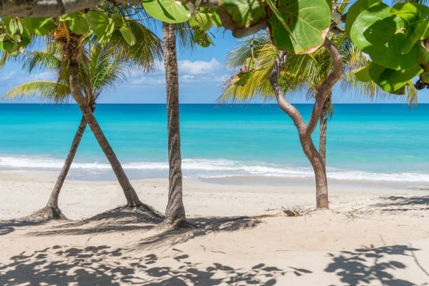 istock Cuba Varadero Beach Tropical Background 1215534109