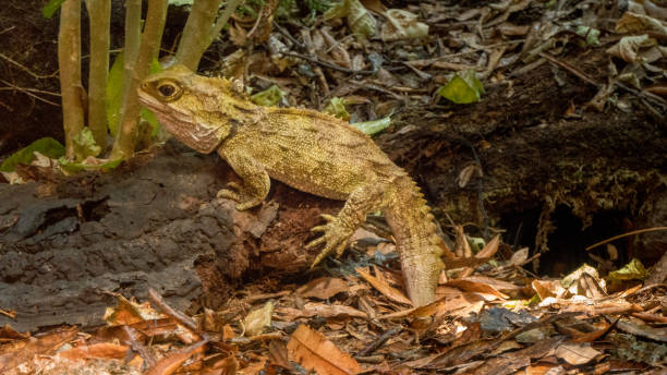 istock Tuatara: New Zealand’s largest reptile 1215534115