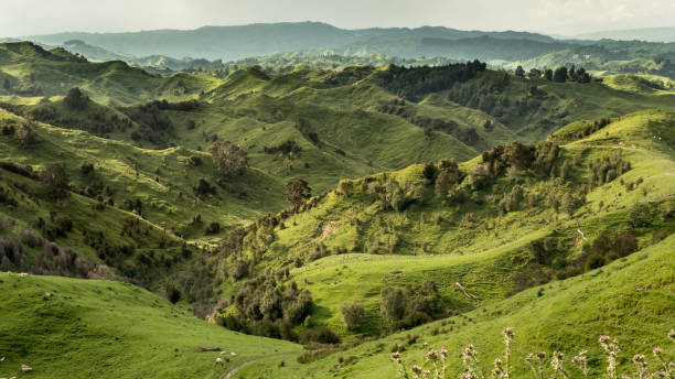 The unreal, rolling landscape, north of Palmerston North, New Zealand The unreal, rolling landscape, north of Palmerston North, North Island, New Zealand. Photo was taken near Mangaweka Palmerston North stock pictures, royalty-free photos & images