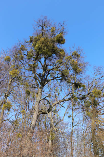 istock Mistletoe plants - Viscum album 1215534266