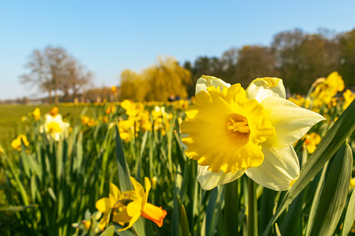 Field of daffodils in a sunny springtime park